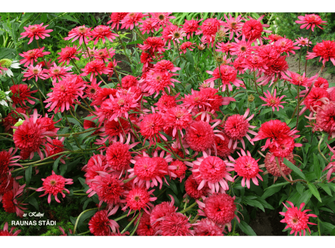 Echinacea purpurea   'Southern Belle'